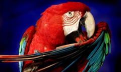 A red-fronted Macaw.