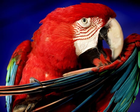 A red-fronted Macaw.