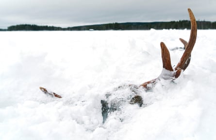 Moose antlers emerge from a frozen lake in North Karelia, Finland