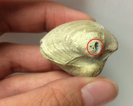 A mollusk that lived in Antarctica in the final years of the Cretaceous, showing the holes made by scientists extracting material to measure ancient sea temperatures.