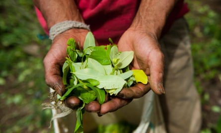 A farmer harvests coca leaves in a coca plantation in the mountains of the department of Cauca, Colombia.