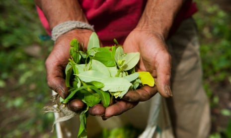 A farmer harvests coca leaves in a coca plantation in the mountains of the department of Cauca, Colombia.