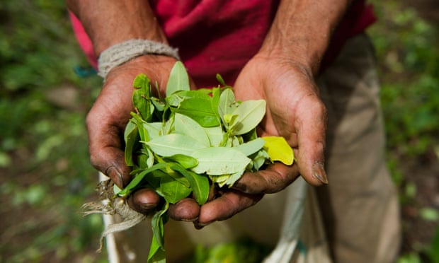 A farmer harvests coca leaves in a plantation in the mountains of the department of Cauca, Colombia. Some growers hope that medicinal or scientific uses can be found for the crop instead of cocaine.