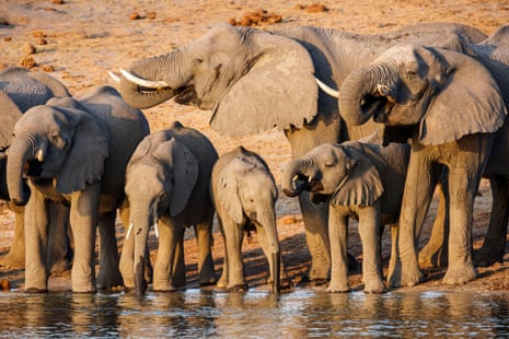 Elephants drinking in the Okavango River