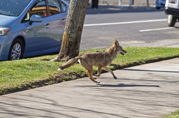 A coyote runs on the sidewalk in Sacramento, California.