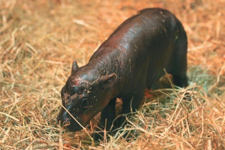 Haggis, a pygmy hippo born in October at Edinburgh Zoo.