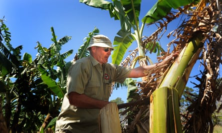 Researcher David Peasley prunes banana plants struck by Panama disease.