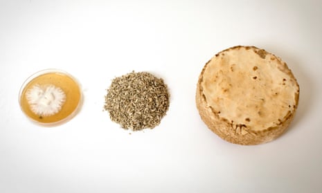 Can you build a house out of this? (from left) pure mycelium cultures at the Biohm lab; hemp shiv; and a mycelium puck for testing colour, strength and texture.