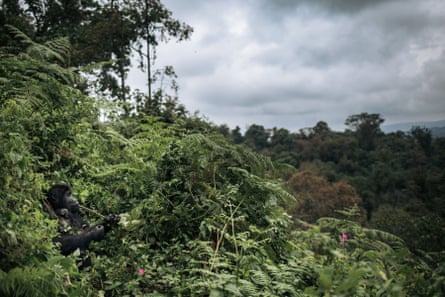 A gorilla and baby are almost totally camouflaged by greenery.