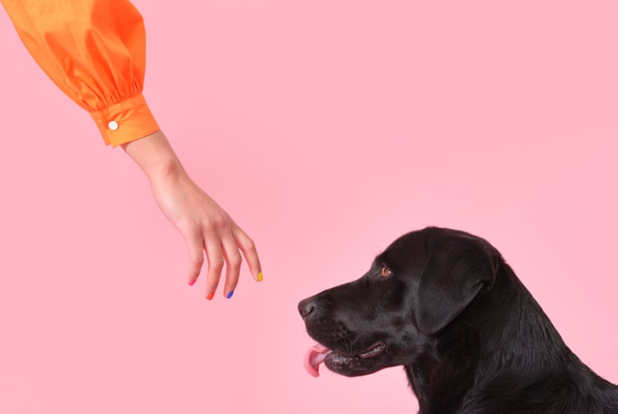 Arm in orange sleeve with different colour painted nails reaching out to black dog against pink background