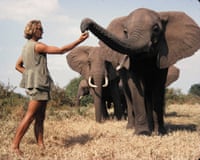 Scan of a photograph of STE's founder Iain Douglas-Hamilton offering a ball to an elephant with other elephants behind it.