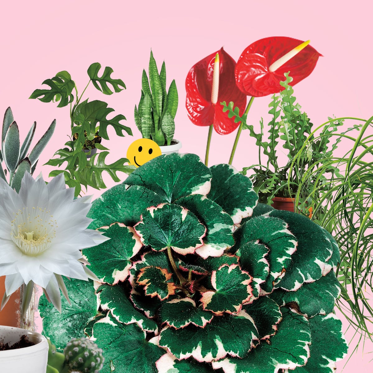Houseplants With White Flowers Offers Sale Www oceanproperty co th houseplants-with-white-flowers-offers-sale-www-oceanproperty-co-th