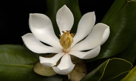 The flower of the Magnolia emarginata