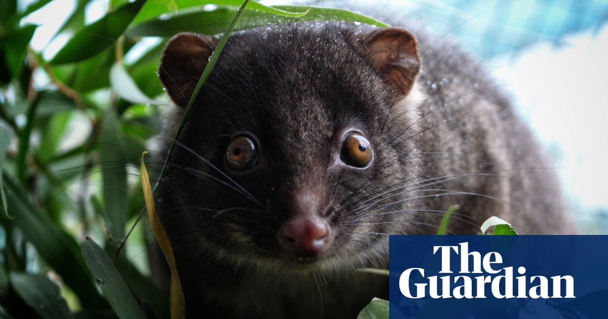 New Zealand leads world in island pest eradication, study finds