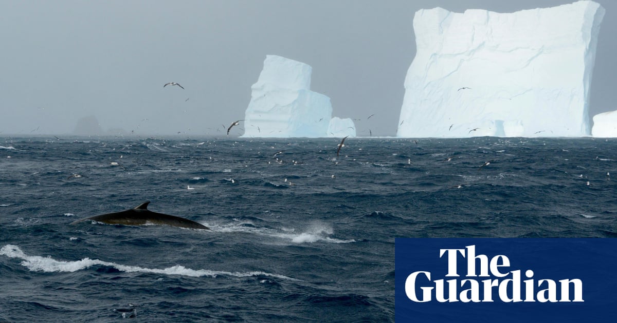 Vast group of southern fin whales filmed feeding in Antarctica, sparking hope of recovery