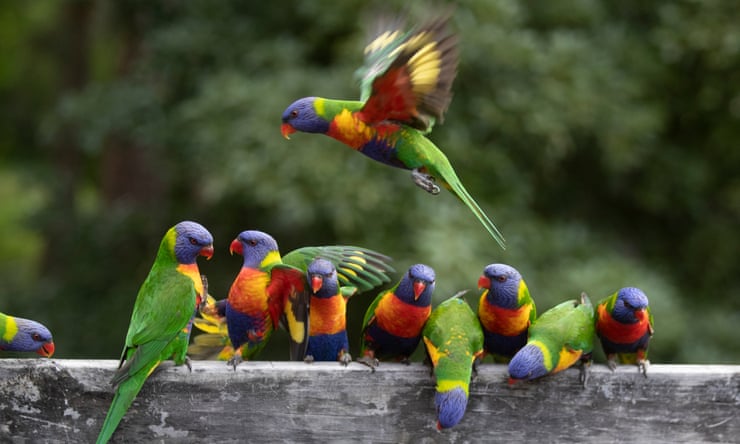 Mystery syndrome killing rainbow lorikeets and flying foxes leaves scientists baffled Mystery syndrome killing rainbow lorikeets and flying foxes leaves scientists baffled