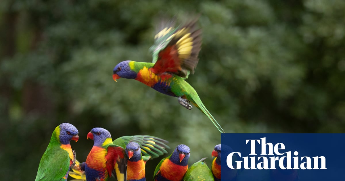 The 2025 Aussie Bird Count is about to start. Here’s how to take part – and why you should