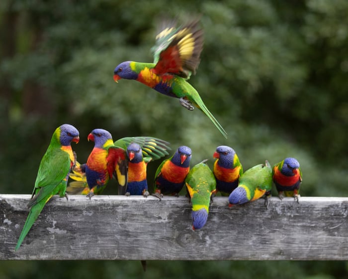 The 2025 Aussie Bird Count is about to start. Here’s how to take part – and why you should