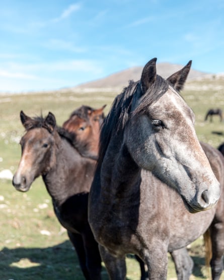 Wild horses in the foothills of Mount Cincar in the Dinaric Alps.