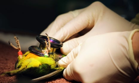 An orange-bellied parrot gets a veterinary check