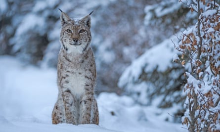 The Făgăraș forests are a stronghold for Carpathian lynx.