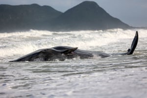 Um cachalote (Physeter macrocephalus) encalhado vivo e muito debilitado na praia do Morro das Pedras, no sul da cidade de Florianópolis, estado de Santa Catarina, Brasil