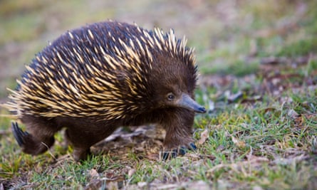 An echidna, or spiny anteater, one of the species threatened with extinction by the fires