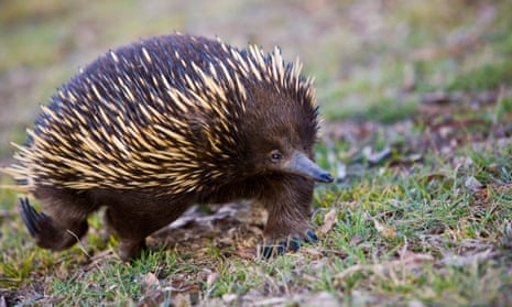 An echidna in NSW