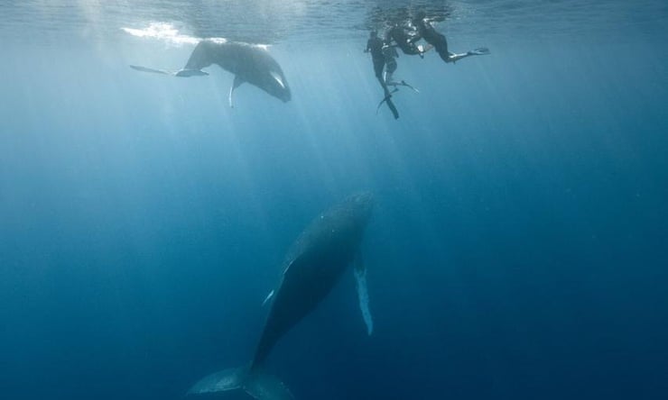 Whales ‘relentlessly pestered’: tourism boom sparks new rules in French Polynesia The number of certified whale-based tourism operators rose from 60 in 2023, to 90 in 2024, according to Tahiti Tourism.Photograph: Rachel Moore