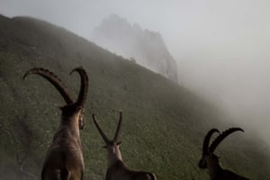 Category winner, Fritz Pölking inferior  prize (France), Ibexes (caora ibex) successful  the French Alps