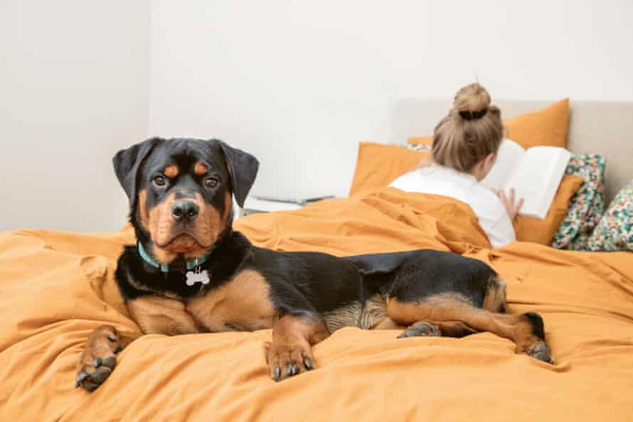 A large dog lies on a bed.