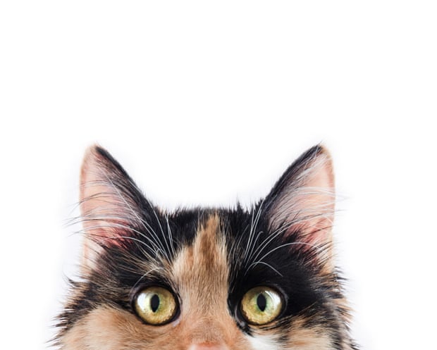 A cat