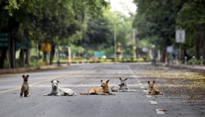 Dogs rest on the deserted Man Singh road during lockdown in New Delhi, India, on 19 April.