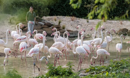 The dedicated flamingo area of Pensthorpe Natural Park. 