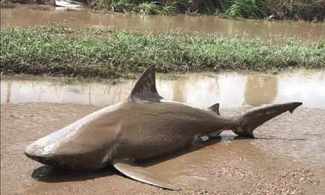 A bull shark that washed up in Ayr