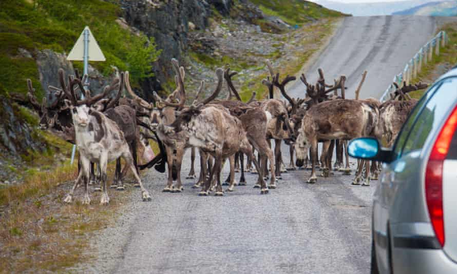 Reindeer blocking the road