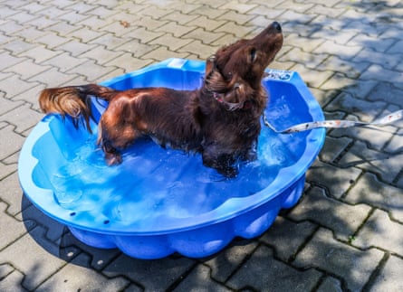 A dog cools down in a blue paddling pool