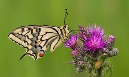 Un machaon