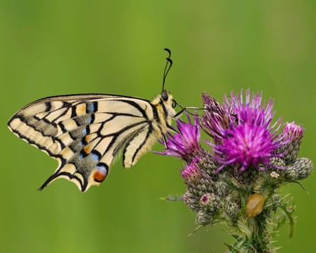 Papilio machaon britannicus feeding on thistle flower