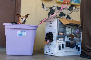 A small dog peeks out from a pale purple container