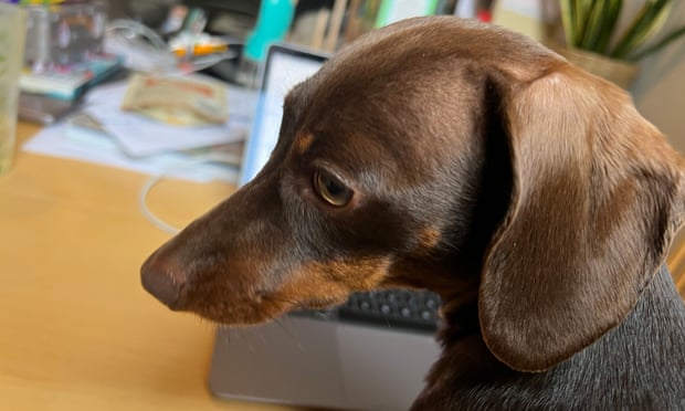 Willow, the official dog of the Guardian's Thursday quiz