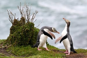 Yellow-eyed penguins rest after returning to their colony from the sea in Katiki Point, on the southern end of the Moeraki Peninsula in New Zealand’s South Island