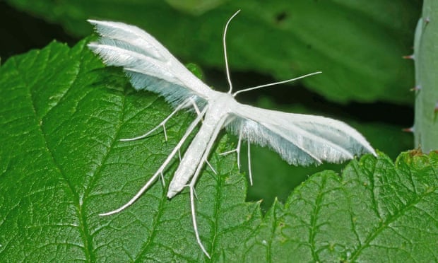 White plume moth