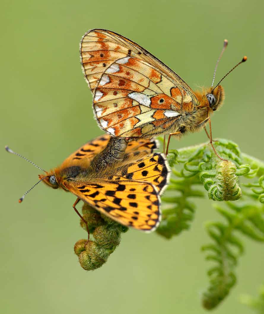 Fritillary lined with pearls.