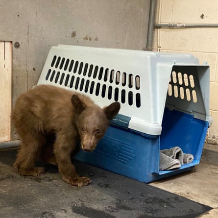 Burned paws, hungry bears: the race to help animals injured in wildfires |  Wildlife | The Guardian