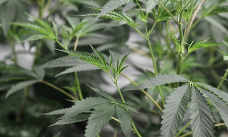 Marijuana plants grow under artificial light