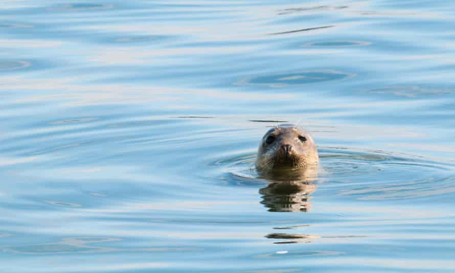 An inquisitive grey seal (Halichoerus grypus) at Cayton Bay, North Yorkshire