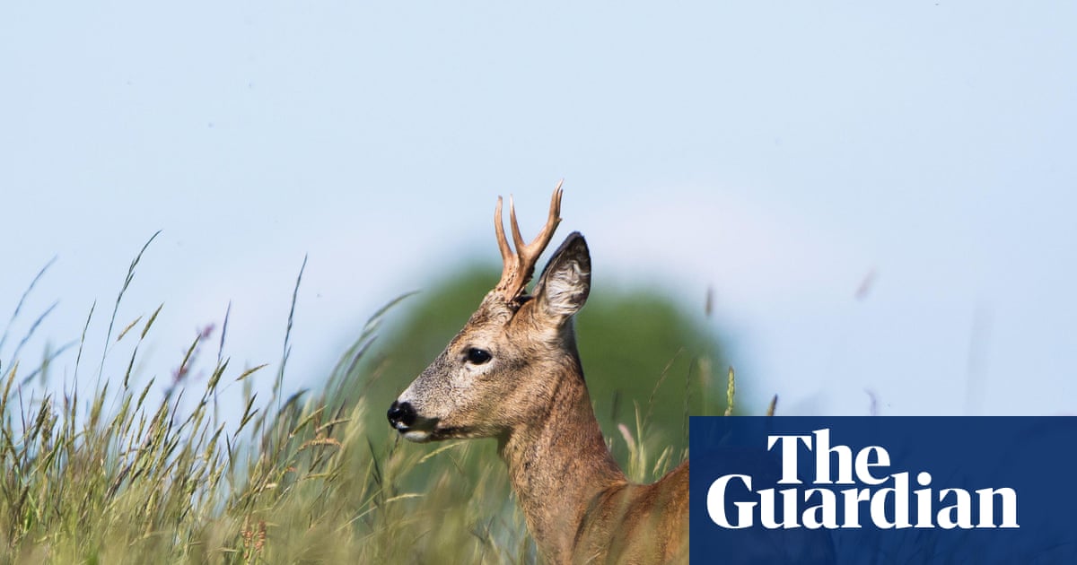 Country diary: The roe deer are lucky to live on such a glorious hillside | Isobel