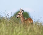 Country diary: The roe deer are lucky to live on such a glorious hillside | Isobel