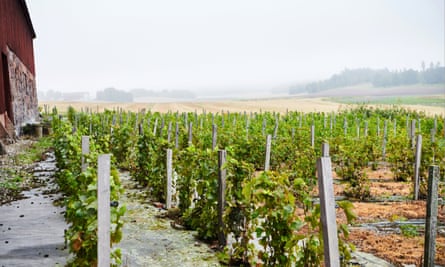 Blaxsta Winery, near Stockholm, is where Göran Amnegård makes ice wine.